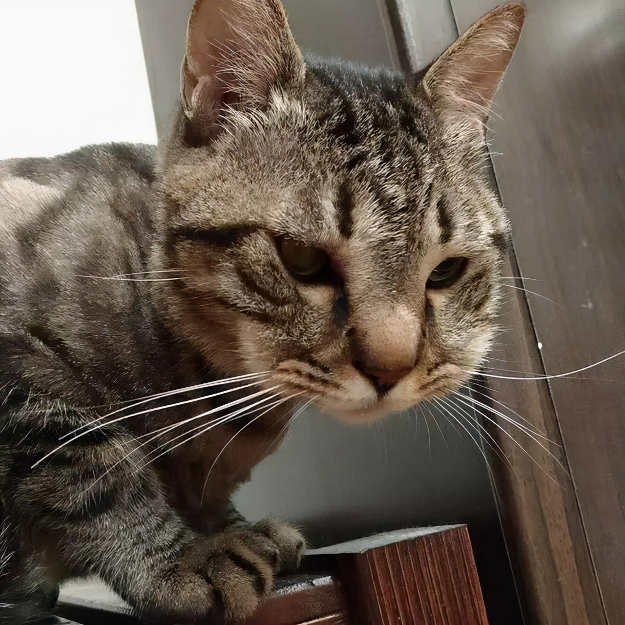 猫咪被蜜蜂蛰搞笑,猫咪嘴巴被蜜蜂蛰了怎么处理