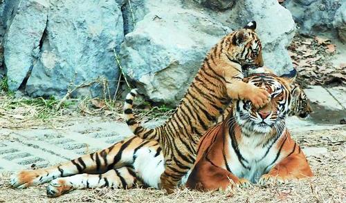 羚羊与华南虎,华南虎和藏羚羊