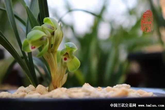 兰花花期管理方法和注意事项,刚出土的兰花花蕾是什么样子的