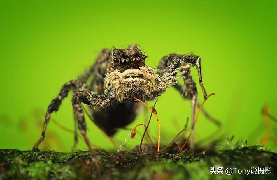 定焦镜头的画质比变焦镜头好多少,新手买定焦镜头好还是变焦镜头好