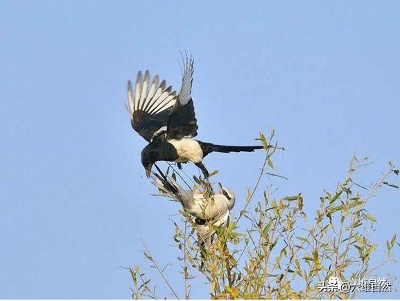 喜鹊和伯劳鸟大战,喜鹊在关键时还是出手相救