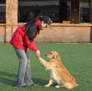 紫心勋章导盲犬,导盲犬没有勋章的视频