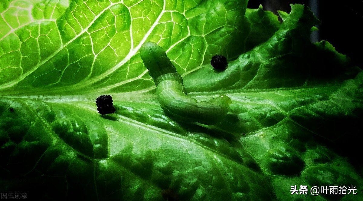 氯虫苯甲酰胺防治贪夜蛾,甜菜夜蛾菜青虫用什么杀虫剂