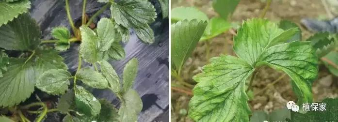 大棚草莓常见病虫害防治方法,南京地区草莓病虫害防治的现状