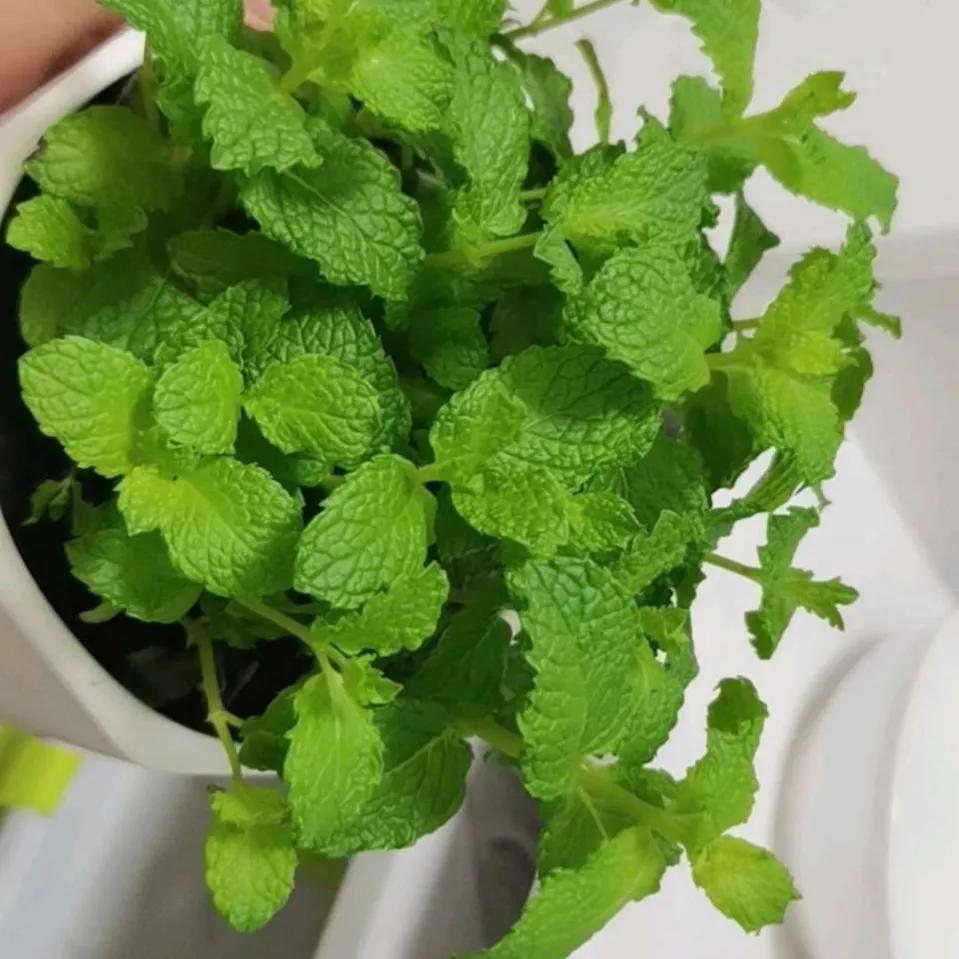 适合家里盆栽很香的花,适合盆栽的香味浓郁常开的花