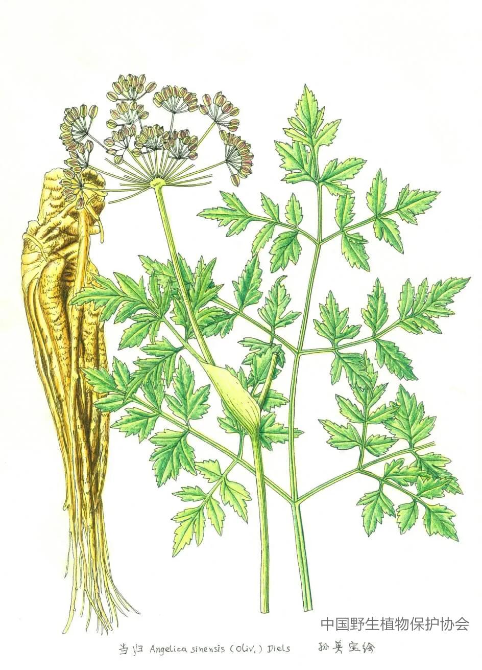 林草科普视频,林草科普宣传视频