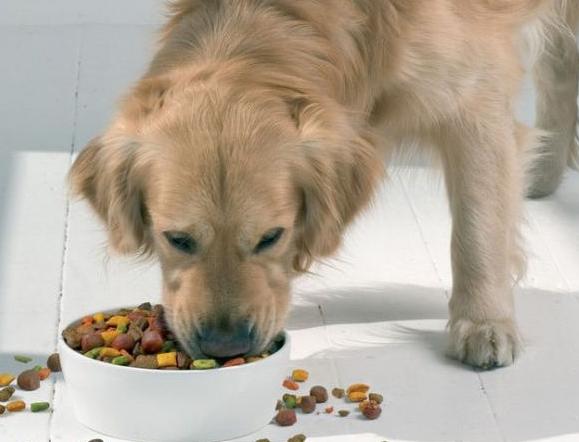 金毛挑食不吃狗粮怎么办呀,金毛挑食不吃鱼油