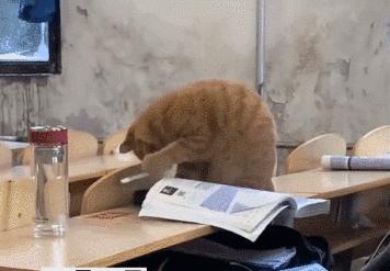 猫咪没坏心眼视频,猫咪没有坏心思在线阅读