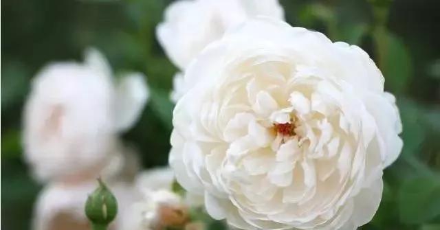 每天学习一点点花卉,100种常见玫瑰品种