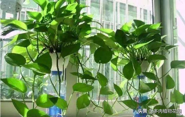 绿萝老是养死是什么原因 (绿萝养护要注意哪几个方面)