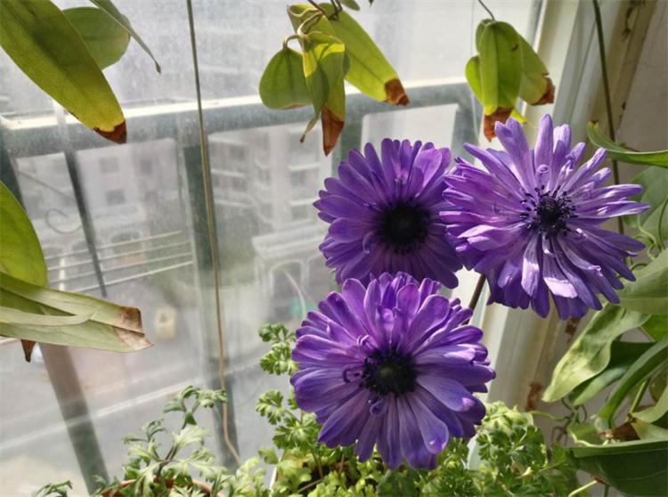 花叶发黄应该怎么办？从5个方面做出调整，十有八九能挽救回来