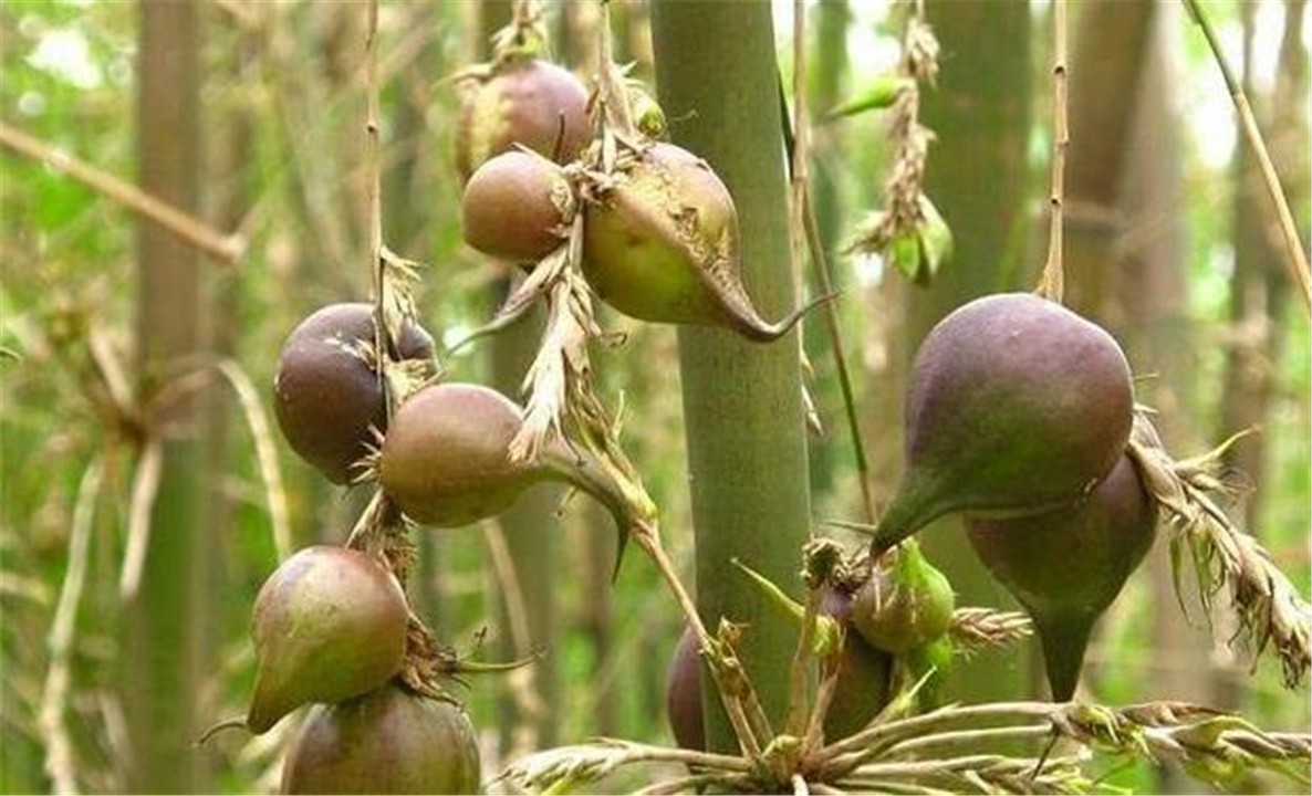 竹子开花立马搬家有这个说法吗,竹子开花马上搬家的说法