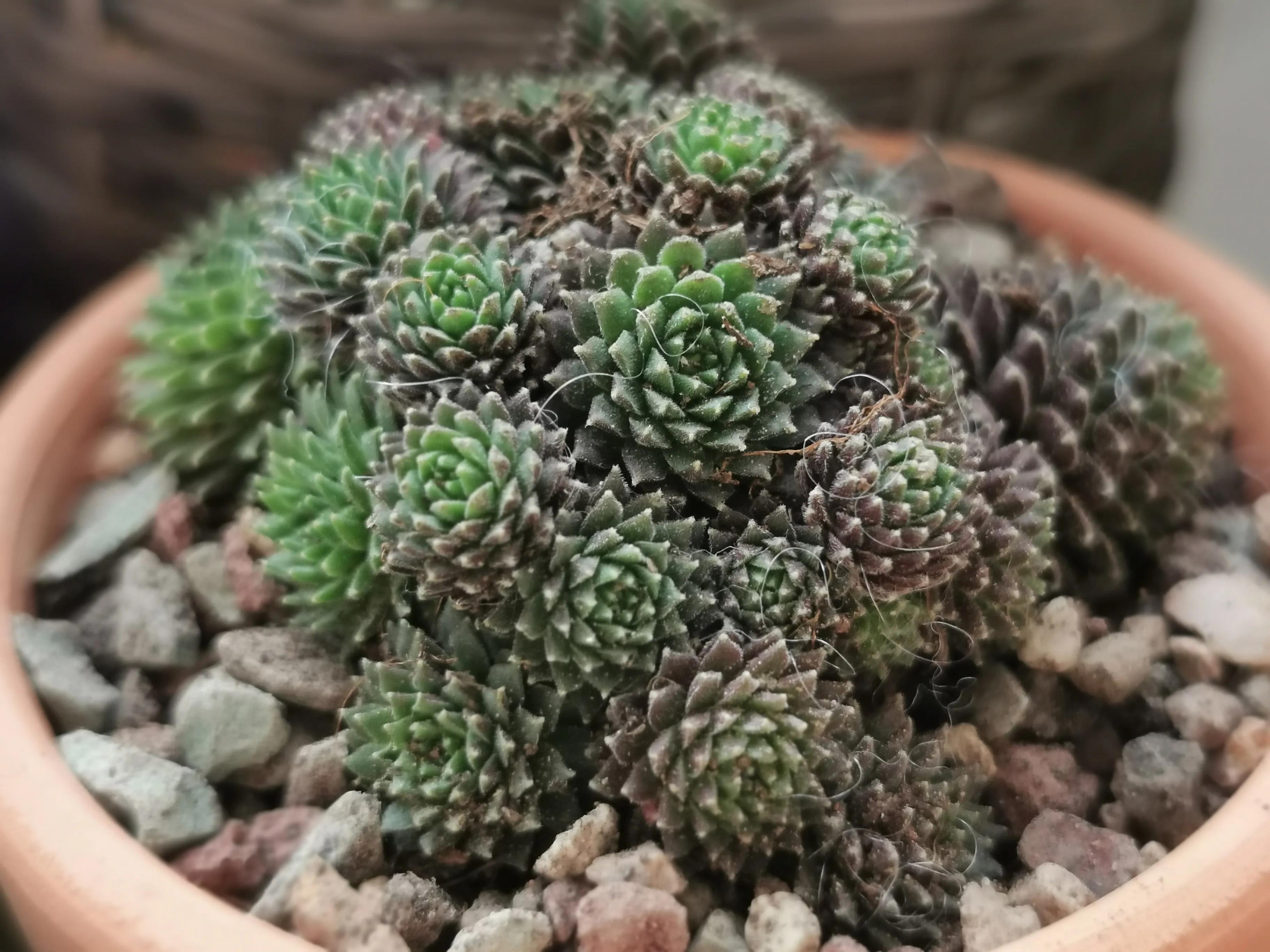 多肉品种大全大集合,多肉35元一盆图片