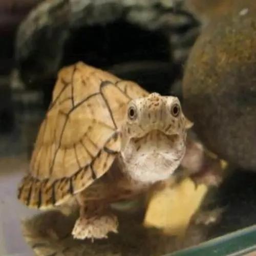 剃刀龟和麝香龟一起饲养技巧,人工饲养剃刀龟需要哪些手续