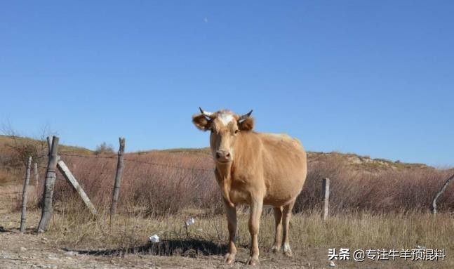 牛光吃不长？你的牛很可能是“僵牛”！发生僵牛了怎么办？