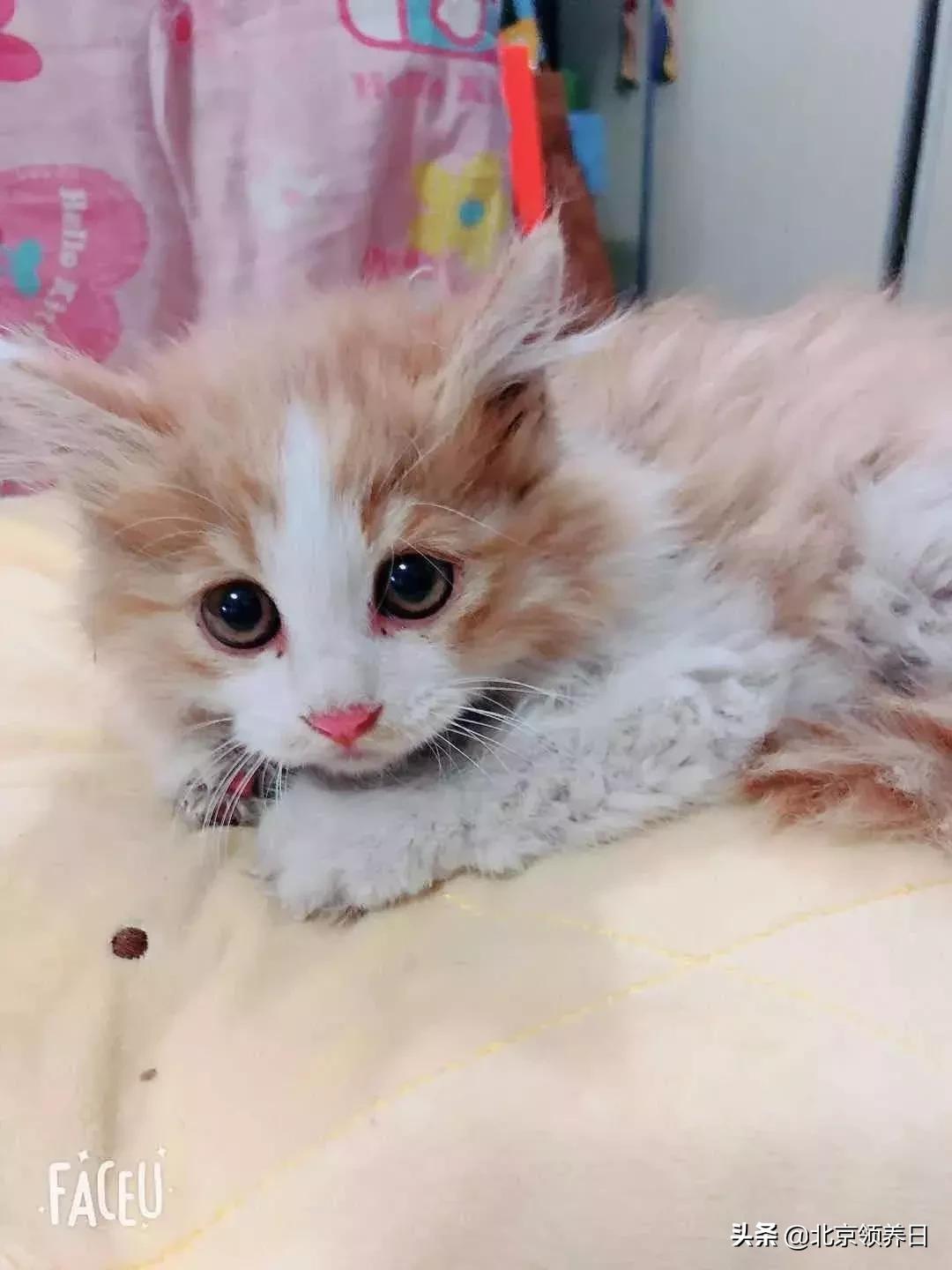 #领养代替购买#给它们一个家|线上宠物领养日,20190608加场