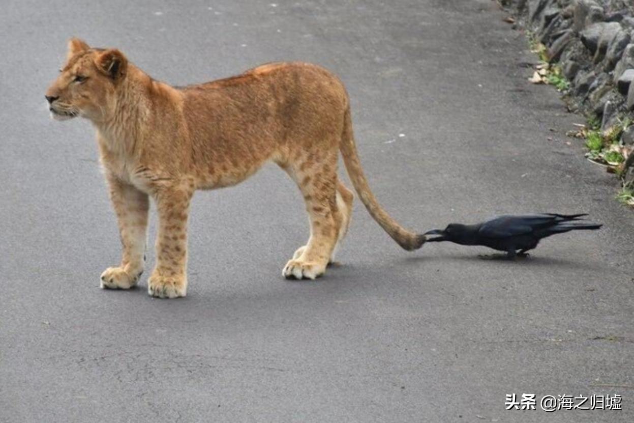 神级抓拍图片,25张令人惊叹的“神”级抓拍