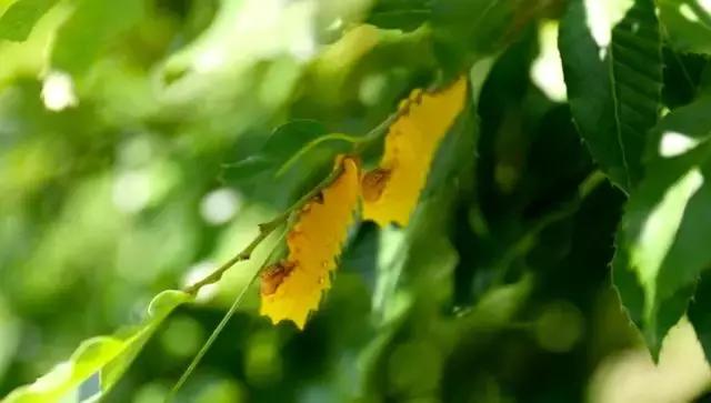 波斯地毯90%产自河南真的吗,波斯地毯中国制造