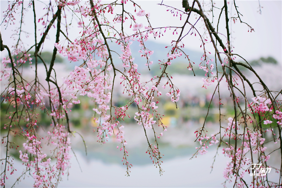 武汉东湖樱花园是世界几大樱花园,世界三大樱花园