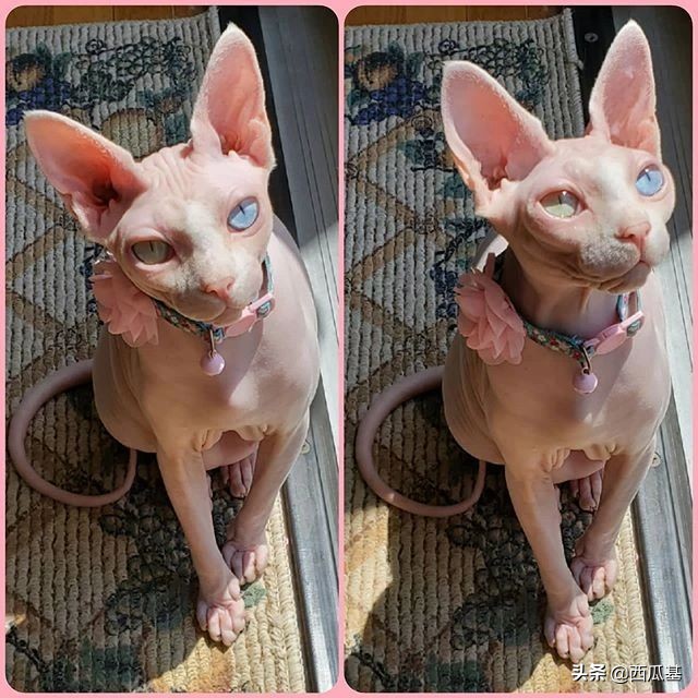 猫咪的三只眼睛,什么猫咪两只眼睛颜色不同