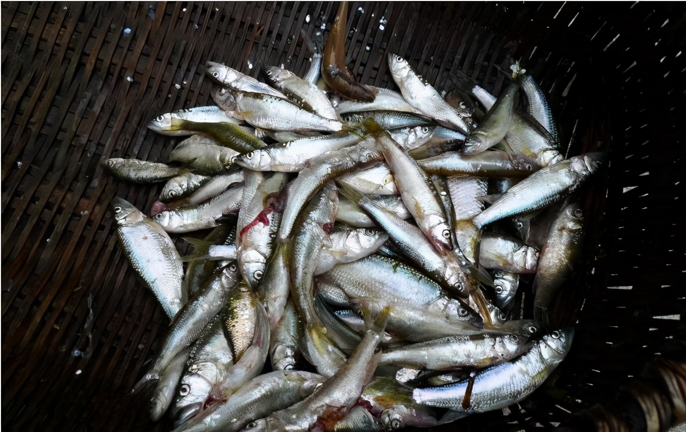 野钓鳊鱼的最佳方法,钓鳊鱼的最好方法和技巧