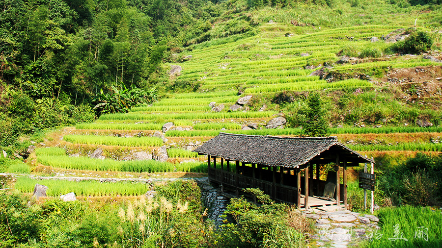 龙脊梯田风景区被破坏过吗,桂林龙脊梯田最全攻略