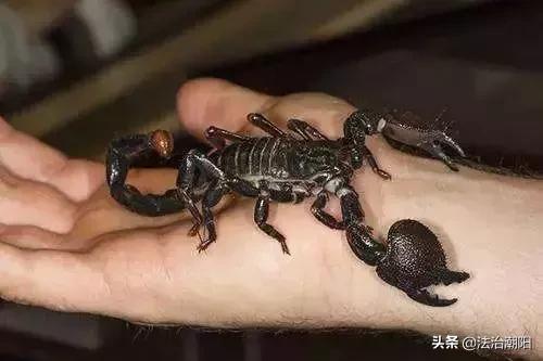 蝎子烟是什么毒,吸蝎子烟有毒吗