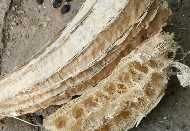 蜂窝煤养多肉有什么好处,蜂窝煤养多肉要怎么处理