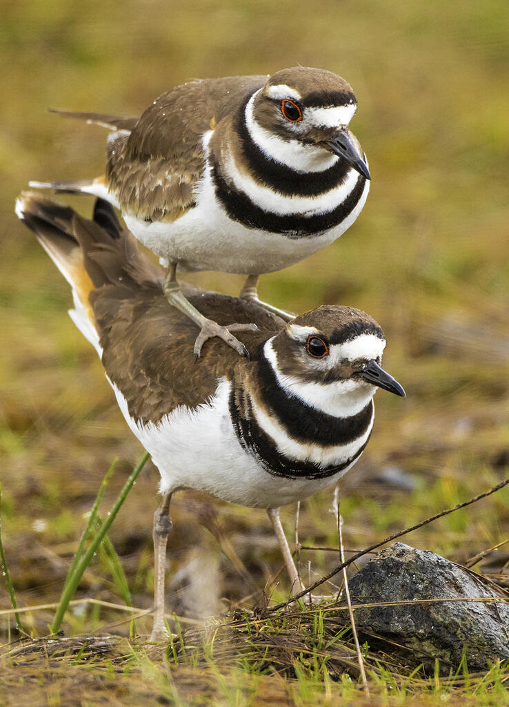 缇庡浘娆ｈ祻鍚儏鑴夎剦,缇庡浘ai娣峰壀