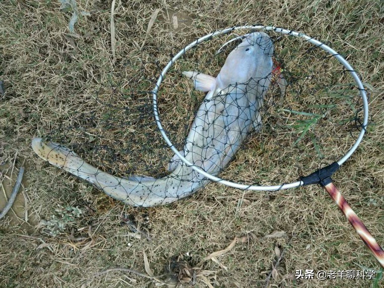 三男子猎捕芝麻剑被刑拘,3男子猎捕芝麻剑被刑拘