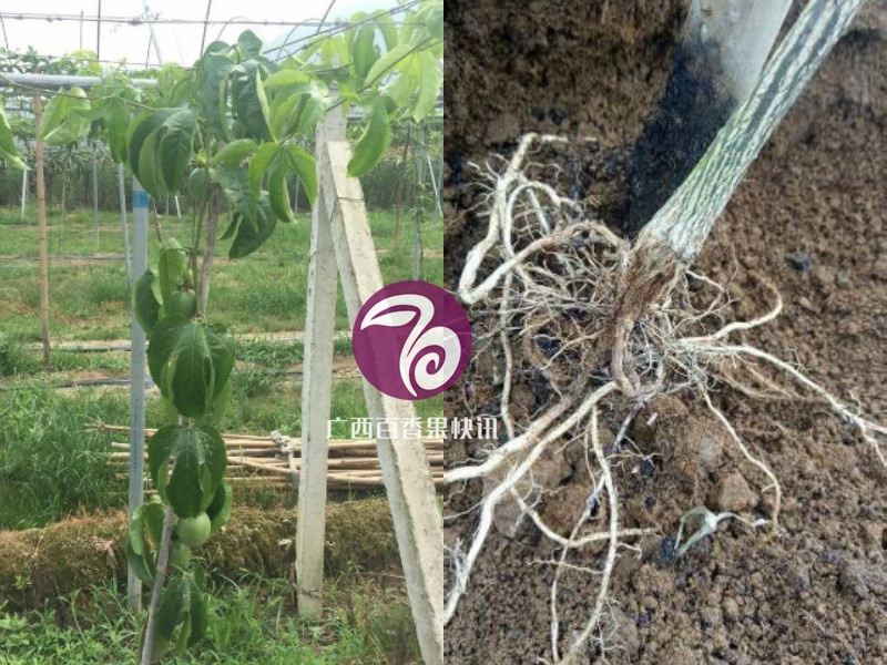 百香果镰刀菌属型、疫霉属型茎基腐病的区别与防治