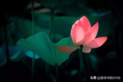 关于荷花唯美的诗句大全,荷花诗词唯美了整个夏天