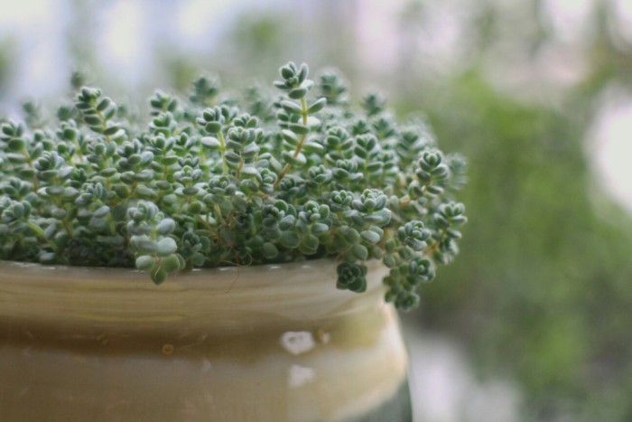 姬星美人的养殖方法和注意事项,姬星美人怎么养视频