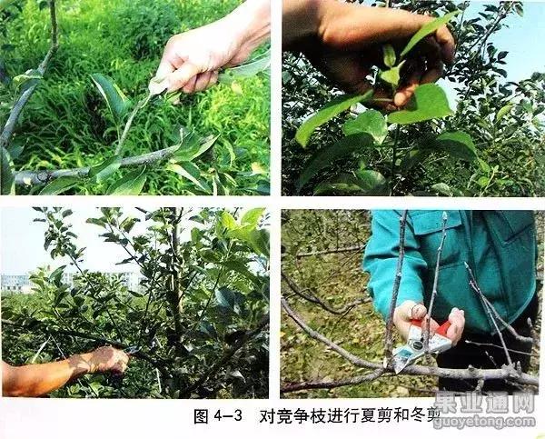 5年红富士苹果树冬季修剪技术,苹果树的冬季修剪技术视频