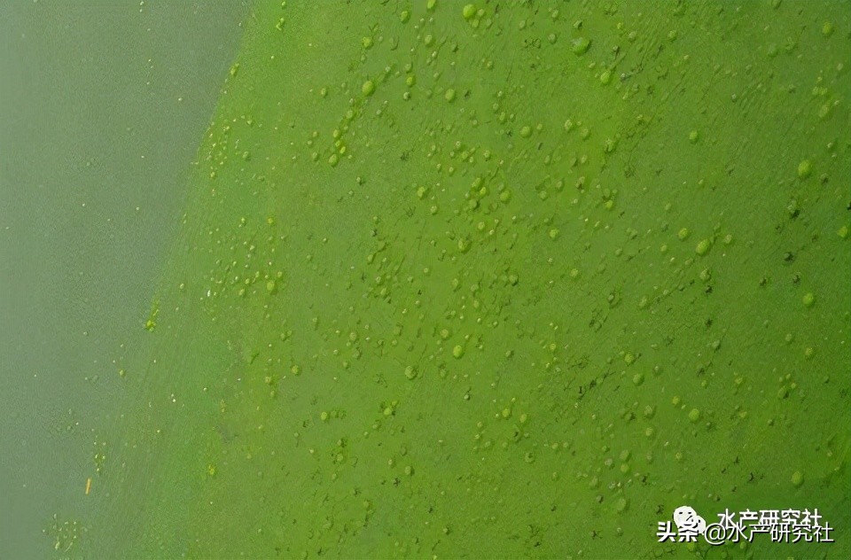 蓝藻是否都是有害藻类,蓝藻的爆发原因及处理方法