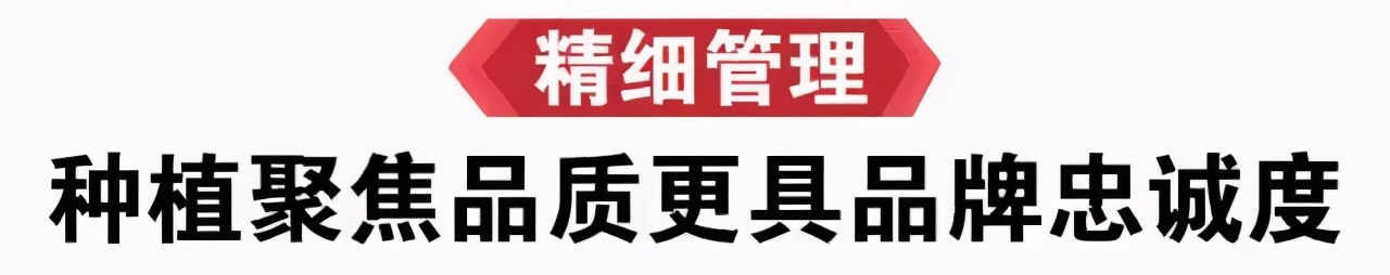 荔枝丰收季最新视频,荔枝丰收季广东