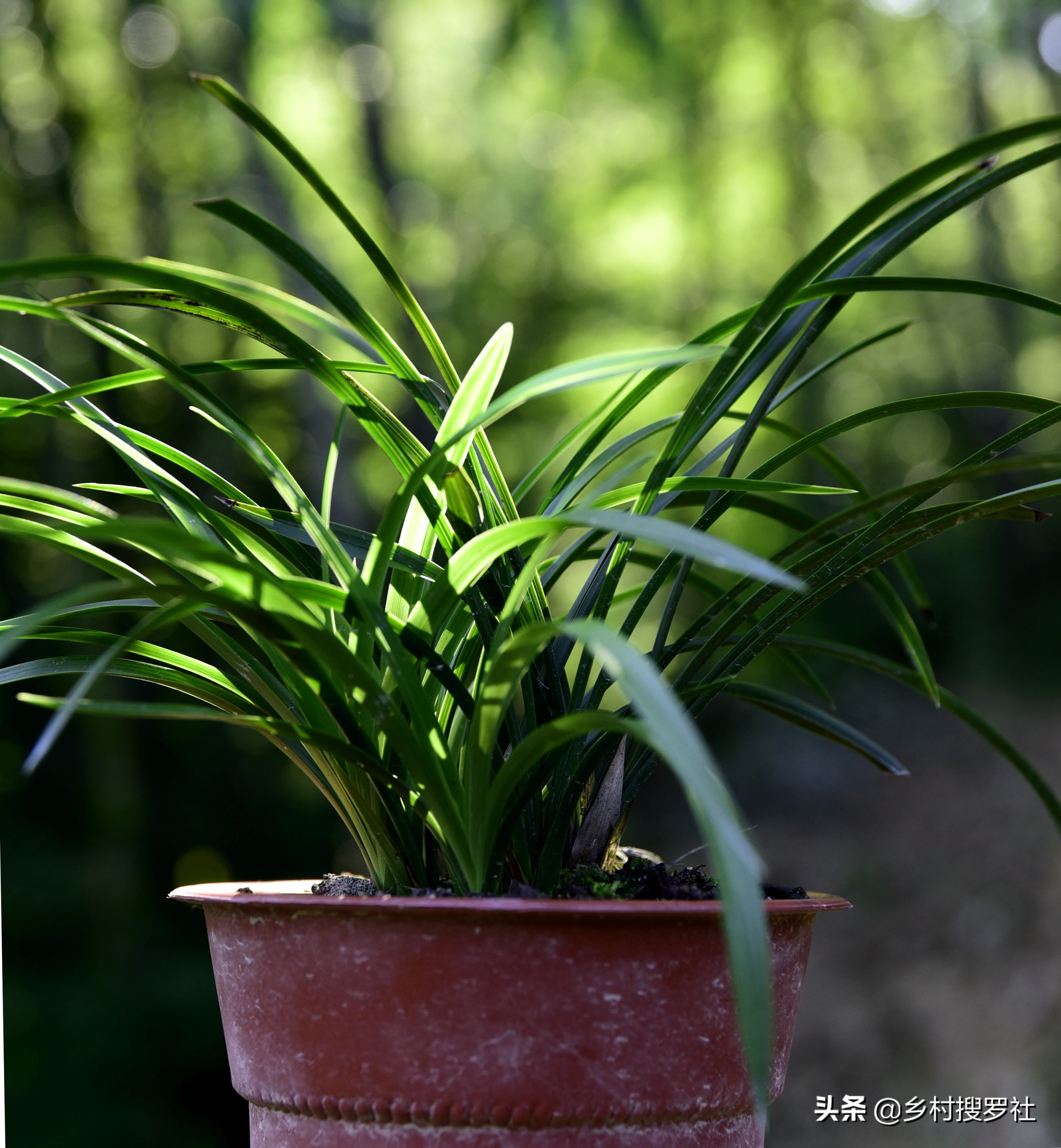 兰花最实用的肥料君子兰,兰花常用肥料有哪些