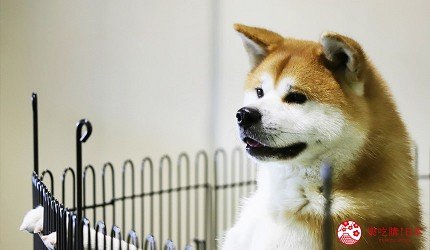 秋田市旅游,秋田一日游最佳去处