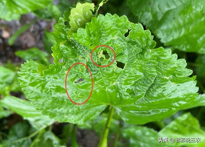 桑树虫害防治方法,桑树病虫害如何防治