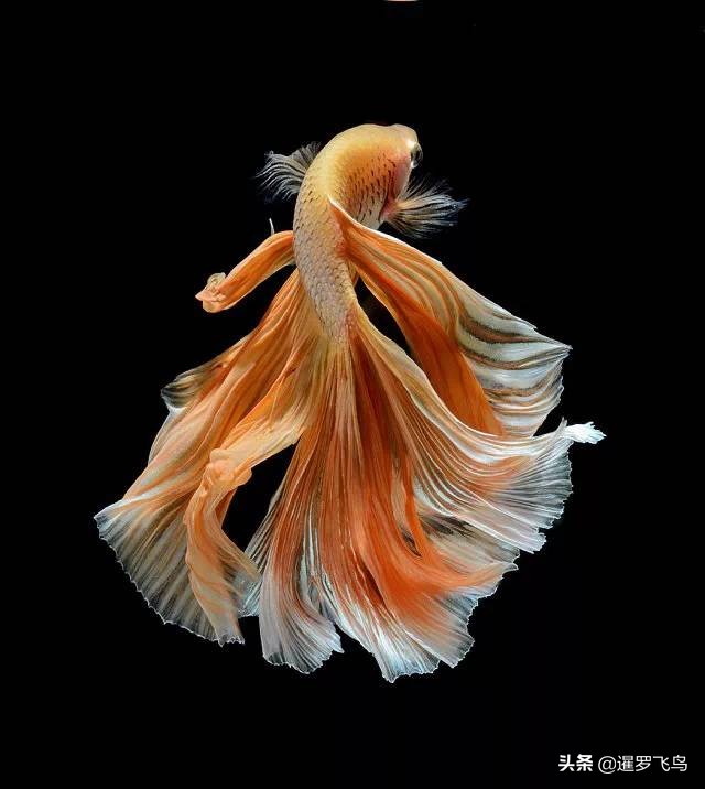 泰国宣布暹罗斗鱼为“国鱼”*旗国**鱼身价百倍