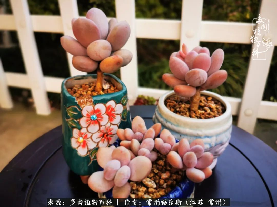 多肉是一处景物吗,多肉也有一道靓丽的风景
