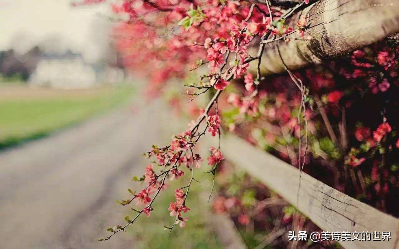 林徽因徐志摩经典语录,徐志摩写给林徽因的最好的十首诗