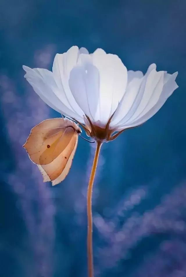 绝美花朵摄影佳作,波兰花朵摄影作品欣赏