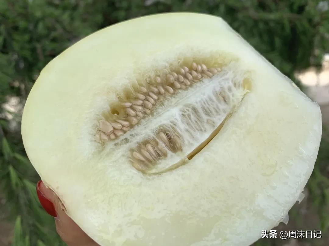 不甜不要钱！白玉甜瓜火了，脆嫩香甜多汁！全家老小都爱吃