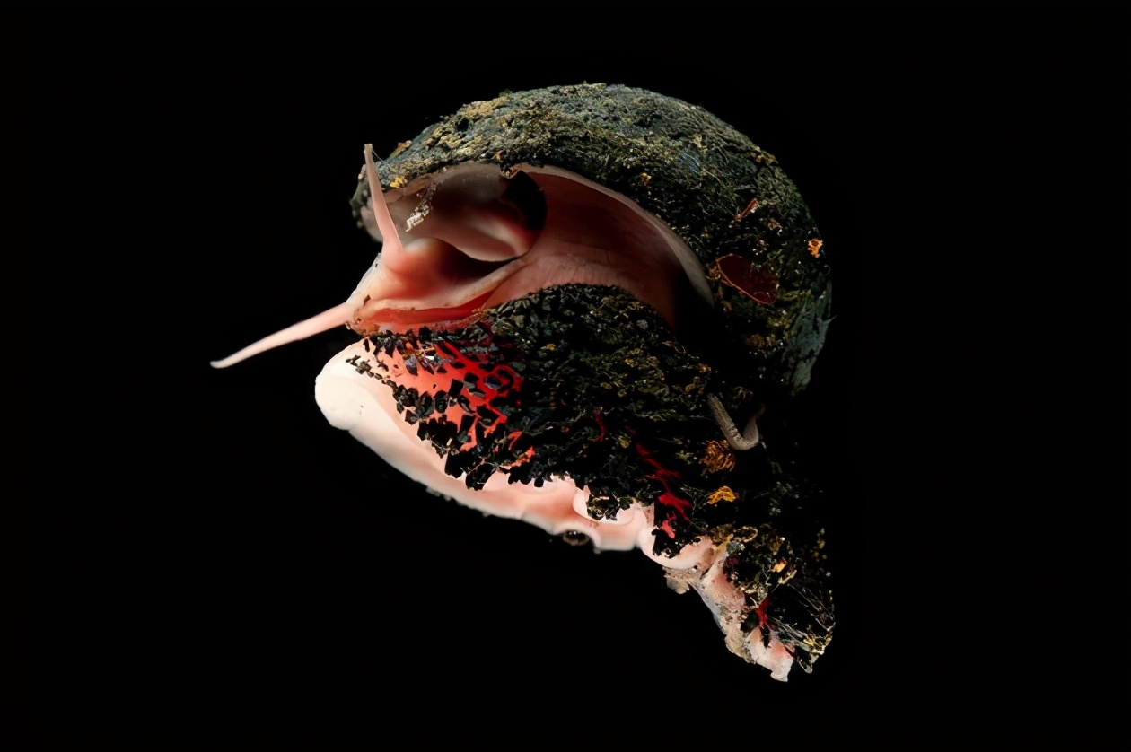 蜗牛将钢铁融入身体后，化身“装甲战士”，*弹子**也打不穿它的壳