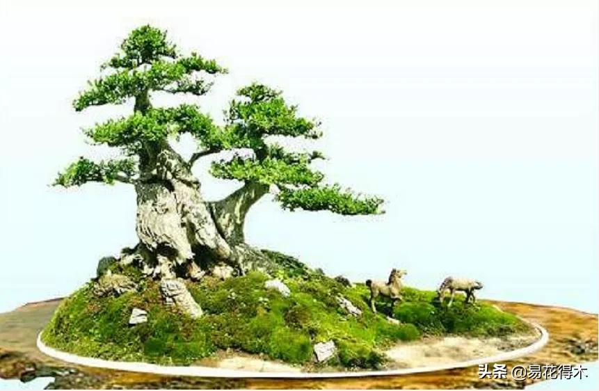 盆景制作技法与鉴赏教案,盆景制作与欣赏文章