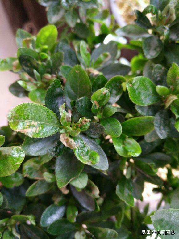 杜鹃花叶片怎么打卷,杜鹃花叶子干枯变脆变卷