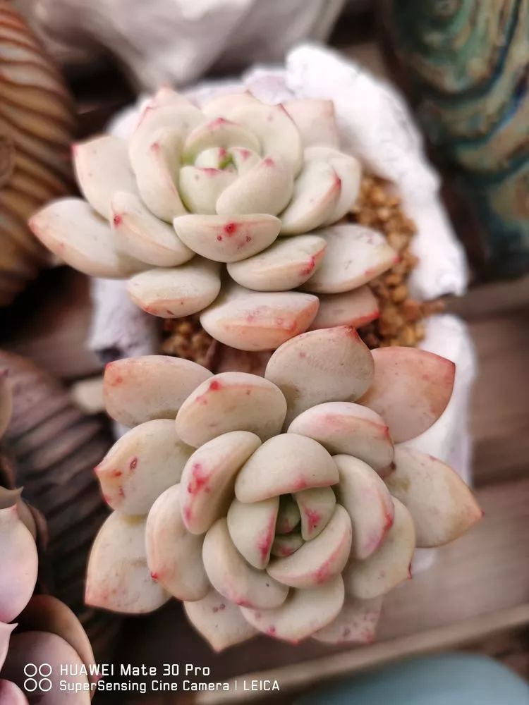 冬日如何更好地养多肉,冬天可以户外养护的多肉