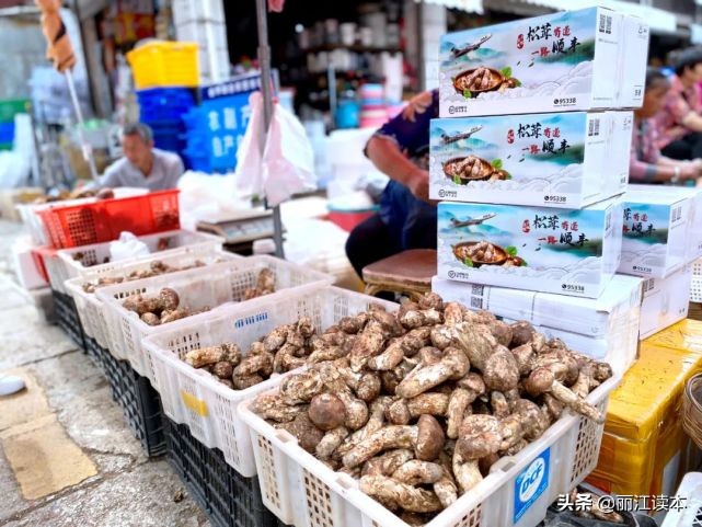 疯狂的松茸,疯狂的野生菌