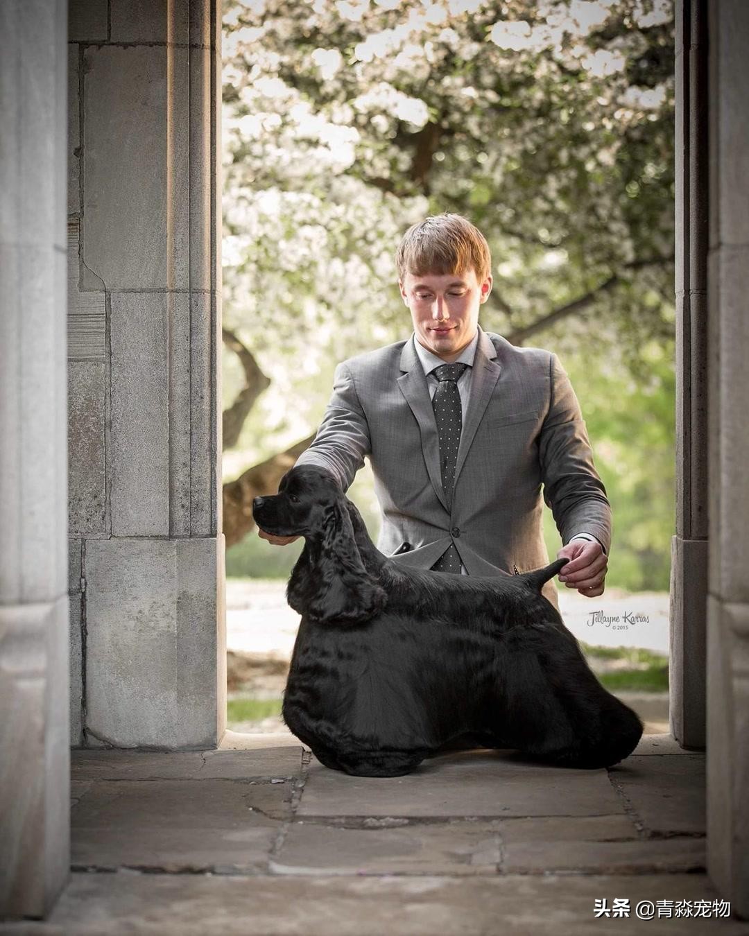 【宠物大学问】狗狗被烫伤怎么办?如何处理?